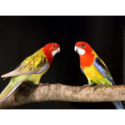 Rosella de penant - rosella multicolor - Platycercus eximius