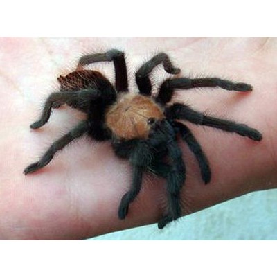 Tarántula dorada de Mexico - Brachypelma albiceps