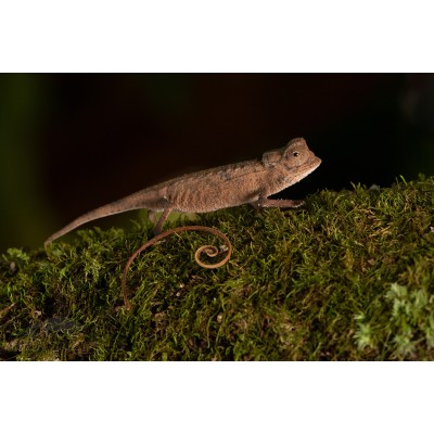 Camaleón Enano - Brookesia Superciliaris 