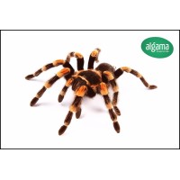 Tarántula de patas rojas - Brachypelma boehmei