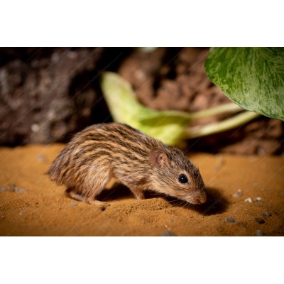 Ratón cebra Lemniscomys barbarus