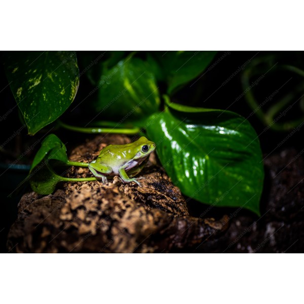 Comprar Rana arborícola australiana (Litoria caerulea) - ReptilMadrid