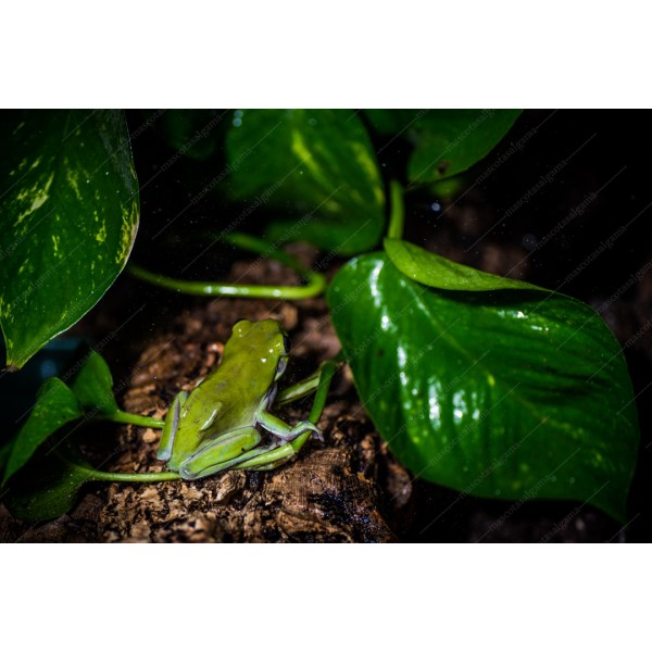 Comprar Rana arborícola australiana (Litoria caerulea) - ReptilMadrid