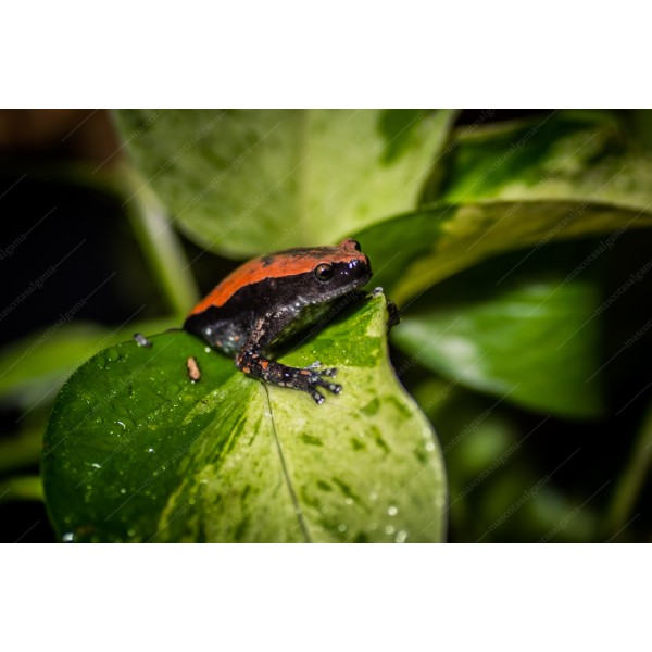 Rana roja y negra - Phrynomerus Bifasciatus