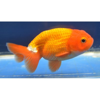 Ranchu