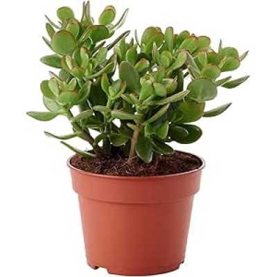 Crassula ovata - árbol de jade